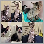 Котята в дар. Минск