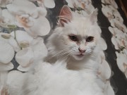 Ласковая кошка Белоснежка срочно ищет дом Минск