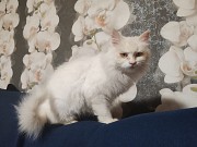 Ласковая кошка Белоснежка срочно ищет дом Минск