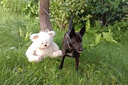 Прекрасная собака-охранница Бэтта в дар Гомель