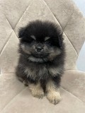 Померанский Шпиц, уникальный черноподпалый щенок мальчик! Минск