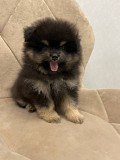 Померанский Шпиц, уникальный черноподпалый щенок мальчик! Минск