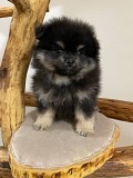 Померанский Шпиц, уникальный черноподпалый щенок мальчик! Минск