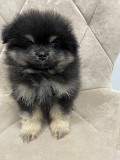Померанский Шпиц, уникальный черноподпалый щенок мальчик! Минск