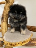 Померанский Шпиц, уникальный черноподпалый щенок мальчик! Минск