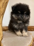 Померанский Шпиц, уникальный черноподпалый щенок мальчик! Минск