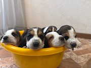 Бассет-хаунд щенки с родословной Гомель