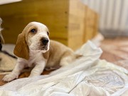 Бассет-хаунд щенки с родословной Гомель