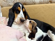 Бассет-хаунд щенки с родословной Гомель