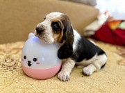 Бассет-хаунд щенки с родословной Гомель