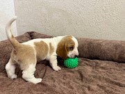 Бассет-хаунд щенки с родословной Гомель