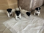 Срочно продам щенков джек-рассел-терьера Гродно