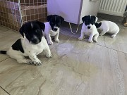 Срочно продам щенков джек-рассел-терьера Гродно