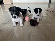 Срочно продам щенков джек-рассел-терьера Гродно