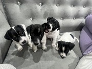 Срочно продам щенков джек-рассел-терьера Гродно