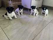 Срочно продам щенков джек-рассел-терьера Гродно
