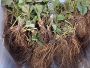 Саженцы клубники фриго Дрогичин