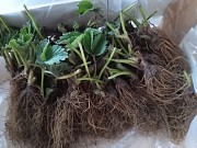 Саженцы клубники фриго Дрогичин