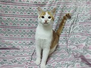 Солнечные рыжие котята Тишка и Рыжик в дар Минск