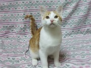 Солнечные рыжие котята Тишка и Рыжик в дар Минск