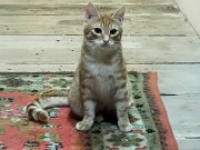 Солнечные рыжие котята Тишка и Рыжик в дар Минск