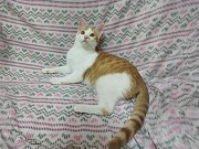 Солнечные рыжие котята Тишка и Рыжик в дар Минск