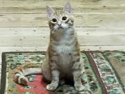 Солнечные рыжие котята Тишка и Рыжик в дар Минск