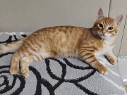 Солнечные рыжие котята Тишка и Рыжик в дар Минск