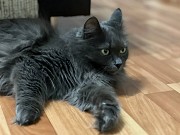 Шикарная Марси Минск