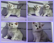 Шотландские котята шиншиллята. Минск