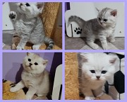 Шотландские котята шиншиллята. Минск