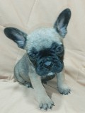 Щенки французского бульдога Брест
