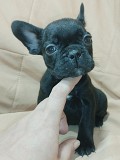 Щенки французского бульдога Брест