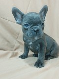 Французский бульдог Брест